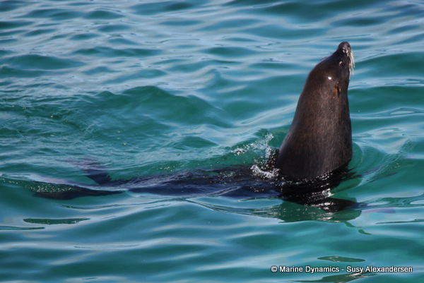 Cape fur seal in water, South Africa